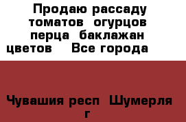 Продаю рассаду томатов, огурцов, перца, баклажан, цветов  - Все города  »    . Чувашия респ.,Шумерля г.